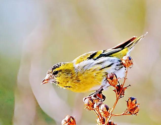 黄雀鸣叫欣赏,黄雀翅膀羽毛