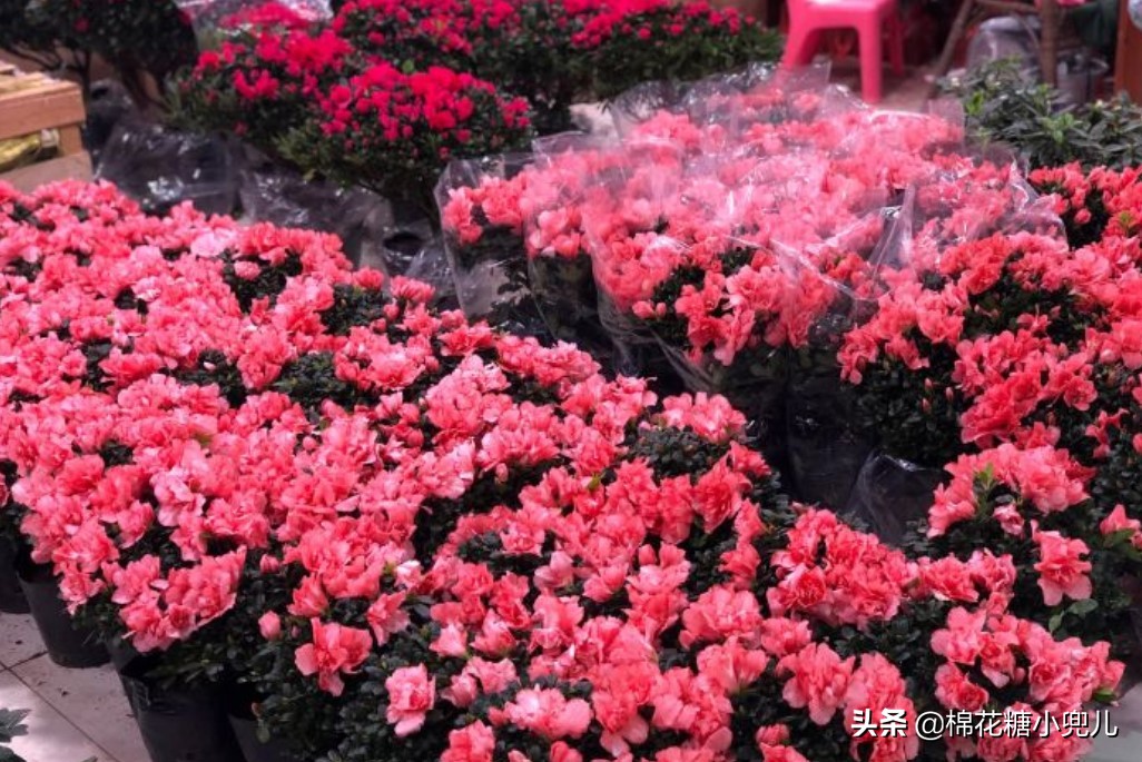 北京盆栽花卉批发市场,北京众兴花卉批发市场