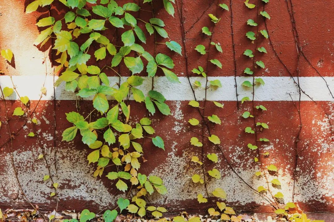 突然就想去成都了,突然想去青岛了