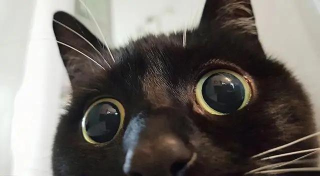 喵星人眼睛肿了,猫咪眼疾手快