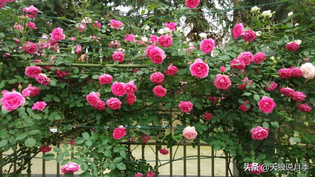 花友家的春花都开爆爆爆了，快来云赏花！（上）