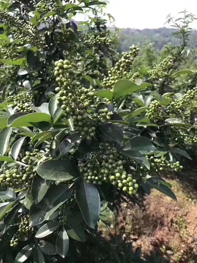 种植青花椒的真实利润,青花椒怎么样才能提高产量