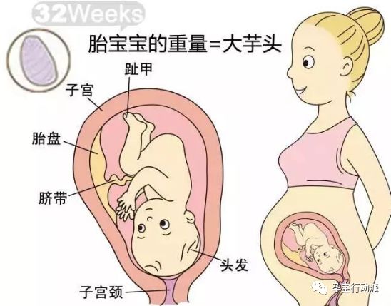 孕期周刊,孕期日记第21周