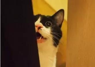 人有艾滋病的话有什么特征,狗狗会不会得艾滋病