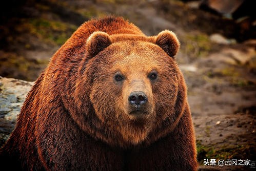 野生动物园视频大全,野生动物大全