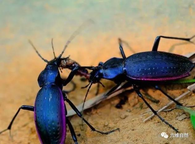 幼儿认识昆虫天牛益虫还是害虫,全身黑色跟天牛相似的昆虫