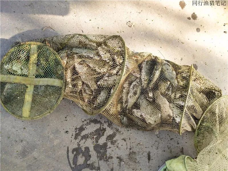 2019钓鲫鱼视频全集,钓鲫鱼的笔记