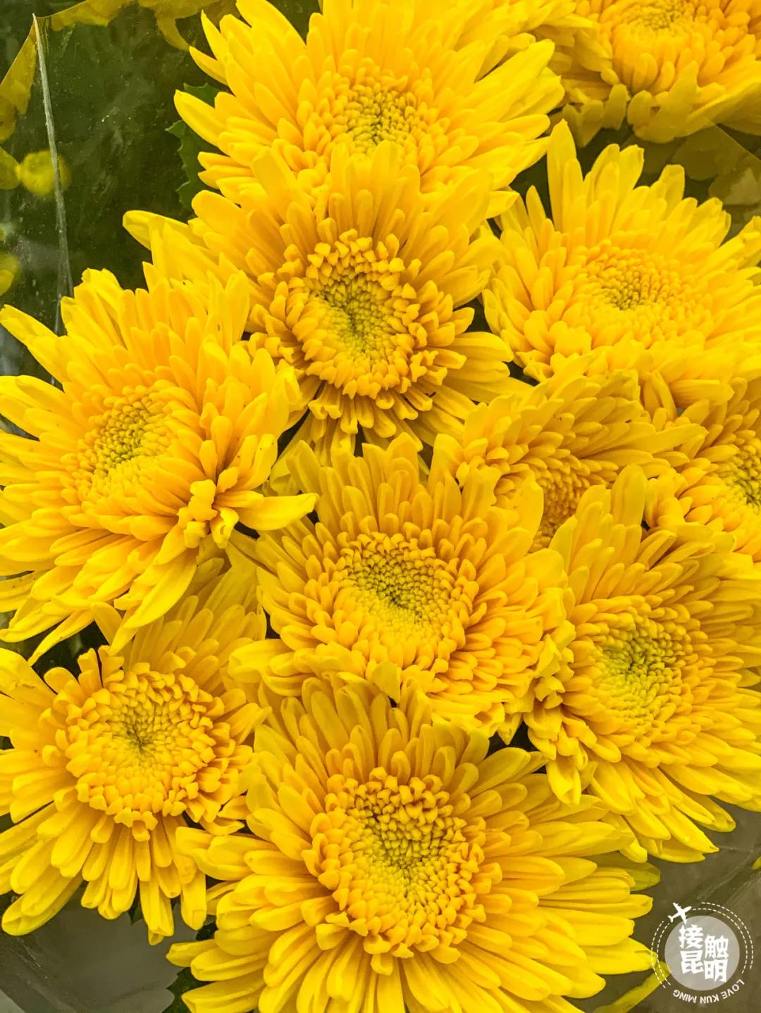 昆明鲜花进货渠道,昆明尚义花市