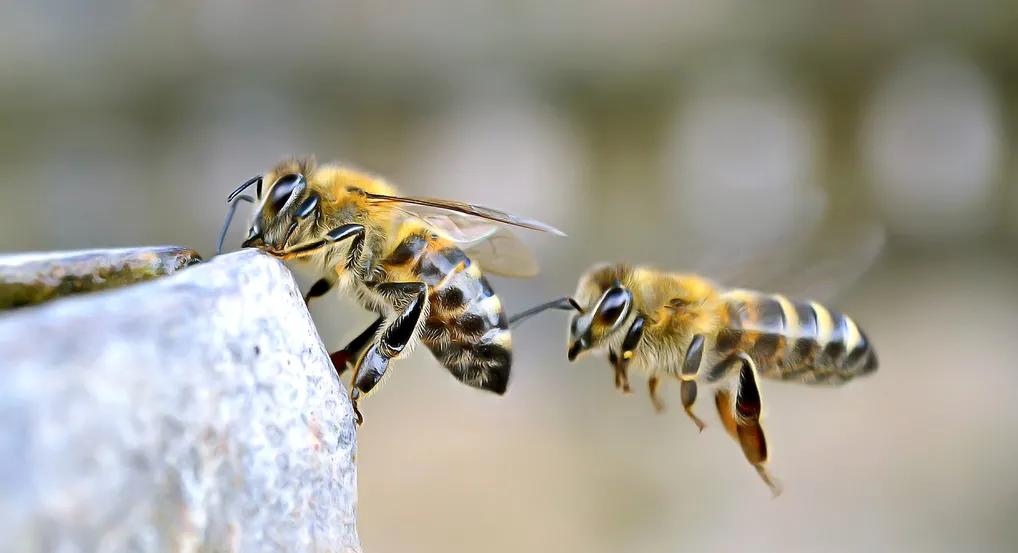 抓蜜蜂不小心被蜜蜂蛰,被蜜蜂蛰的第一时间