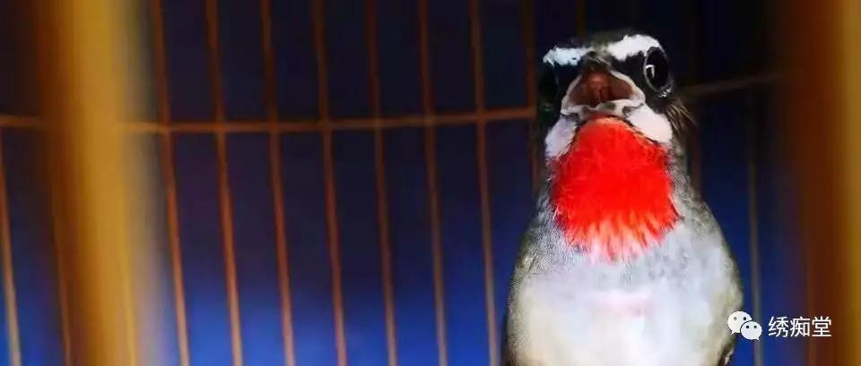 画眉幼鸟食料,画眉鸟饲料大全