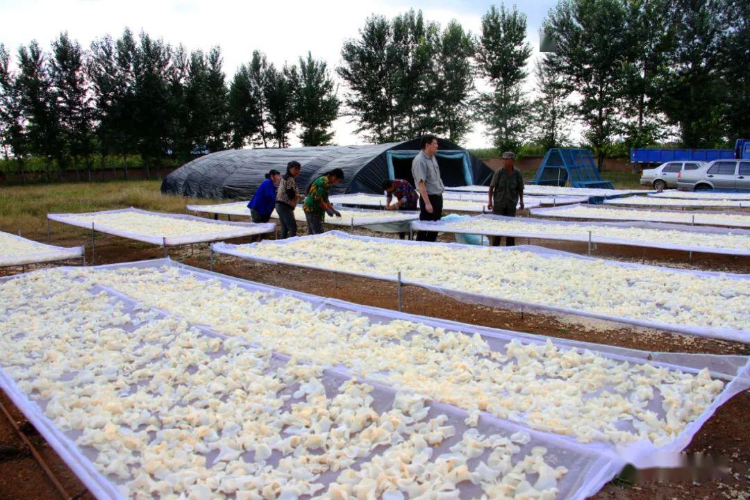 河南小伙承包一千亩地种麦子赚钱,河南小伙种蒲公英