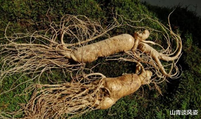 千年人参是怎么跑的,千年人参会跑吗