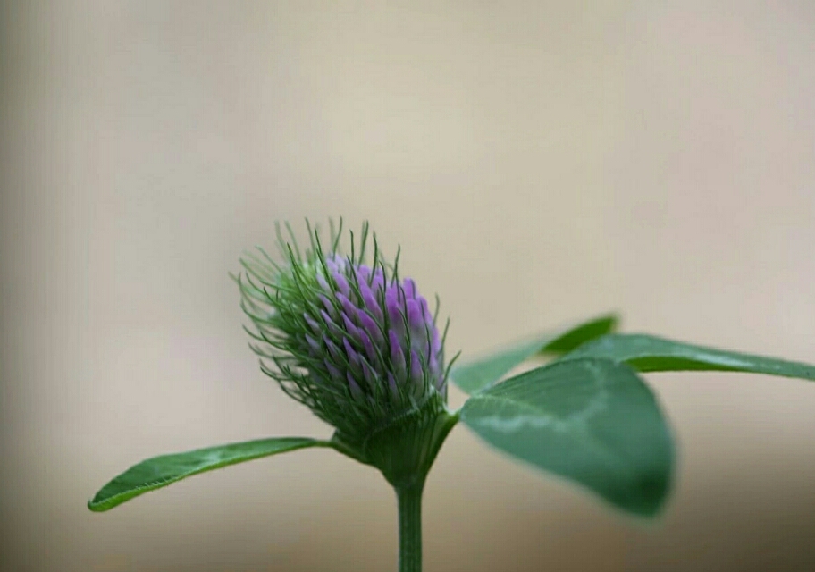 植物图鉴素材图,植物图鉴紫罗兰
