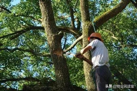 小区绿化日常养护工作内容,小区绿化养护多少钱一个平方