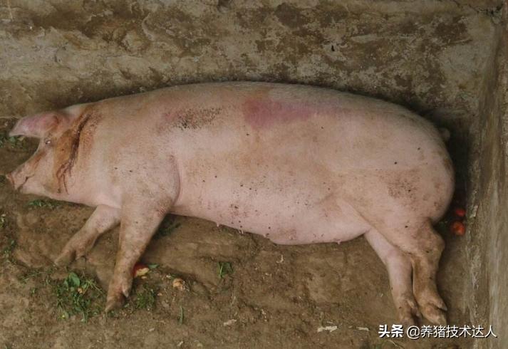 养猪治感冒药,养猪感冒怎么治