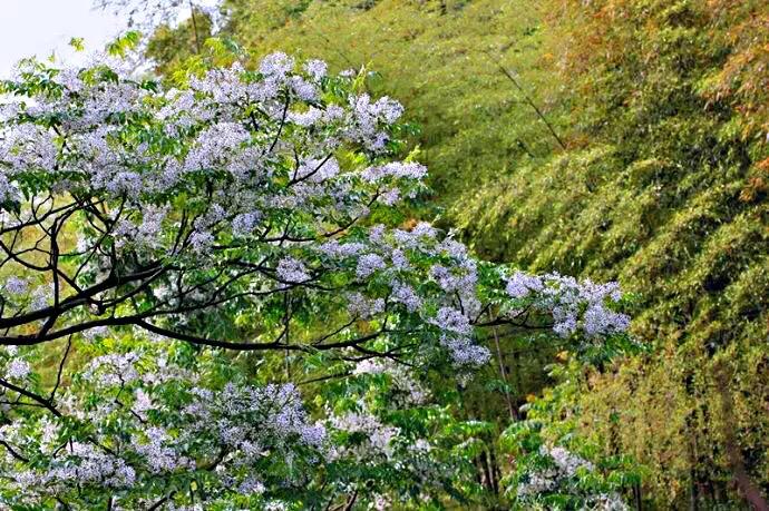 苦楝花盛开香气怡人,苦楝花的香气怎样形容