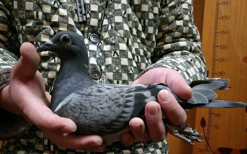 鸽舍里的鸽窝怎么搭,鸽舍内部巢箱摆放位置