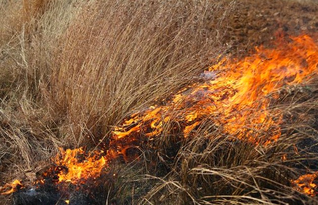 白居易的草诗名到底哪个是正确的,白居易的诗草意思是什么