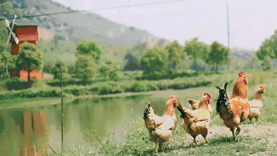 有机农业未来发展思路,有机农业的发展目标和成效