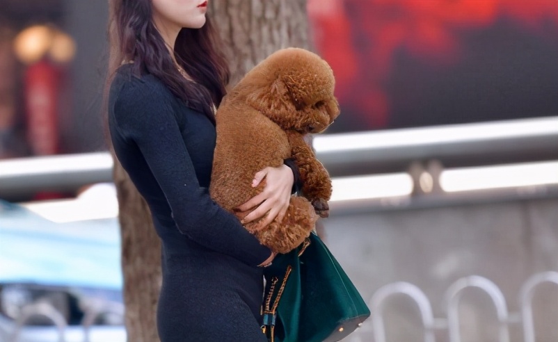 泰迪狗不能抱,怎么抱泰迪狗狗有安全感