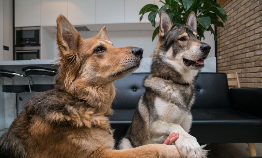 哈士奇烧钱吗,哈士奇公认最纯的狗