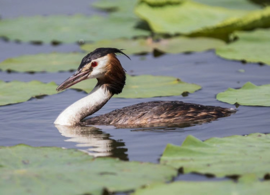 衡水湖有多美丽,七月衡水湖