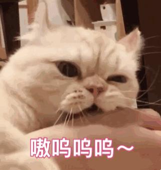 猫咪总是咬人怎么办这几招来教你,猫咪爱咬人怎么办教你一招