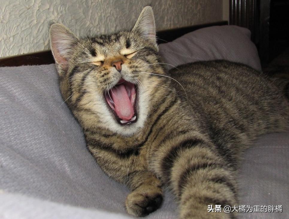 猫咪特别抵触喂东西,猫咪为什么会抵触猫窝