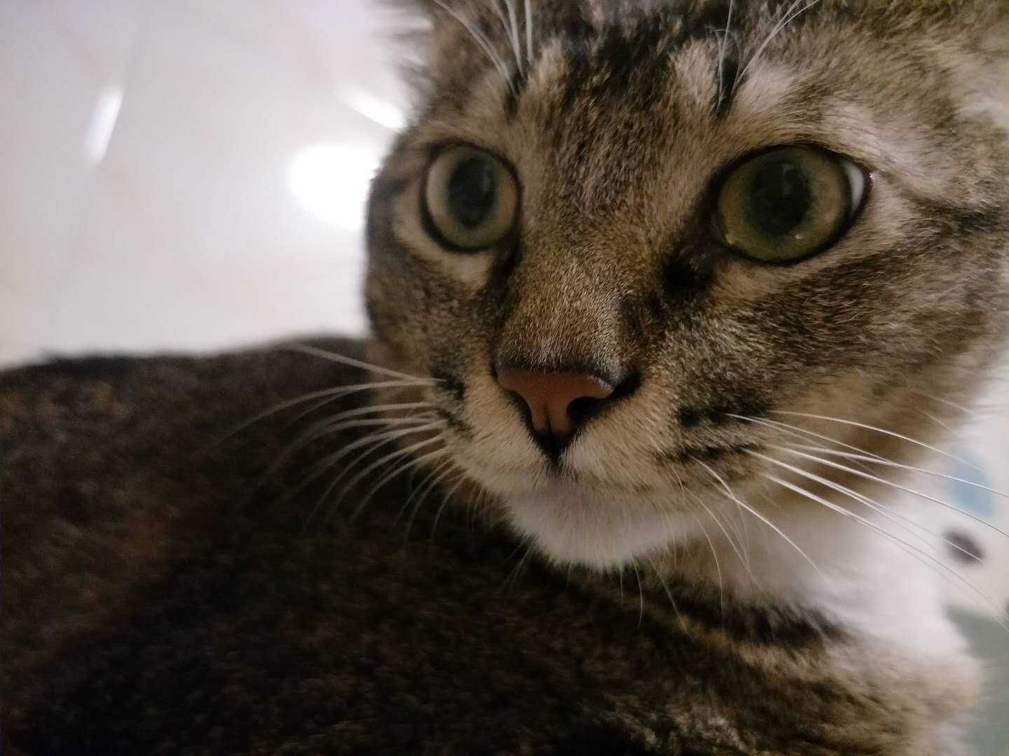 猫的眼睛里有星辰,猫的眼睛有什么有趣的事情