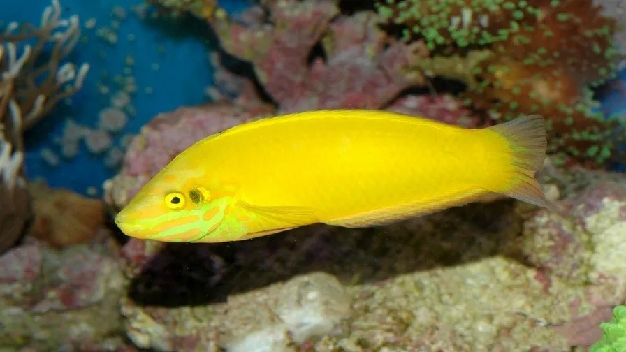 海精灵鱼友快问快答，这些你都知道吗？