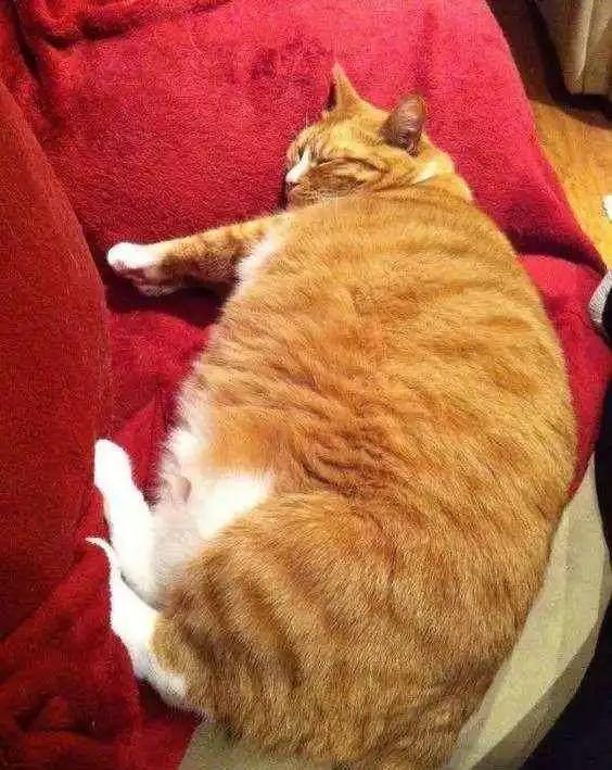 原来橘猫是从小就开始胖了,橘猫为什么可以长那么胖