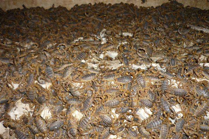 蝎子养殖前景和价格,蝎子养殖成本效益分析报告