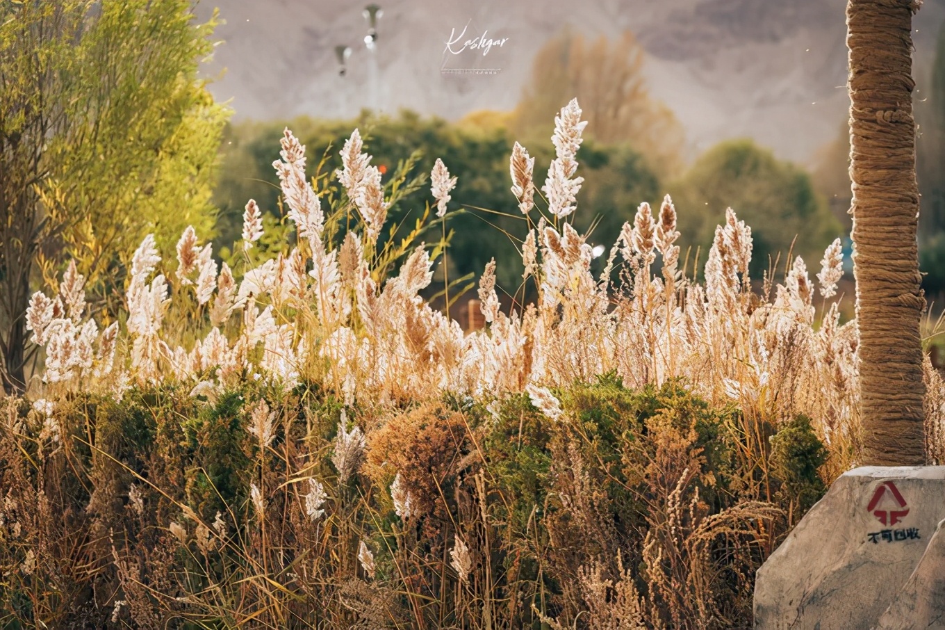 大美*疆新**，一个快递不包邮的地方，藏着不一样的异域风情