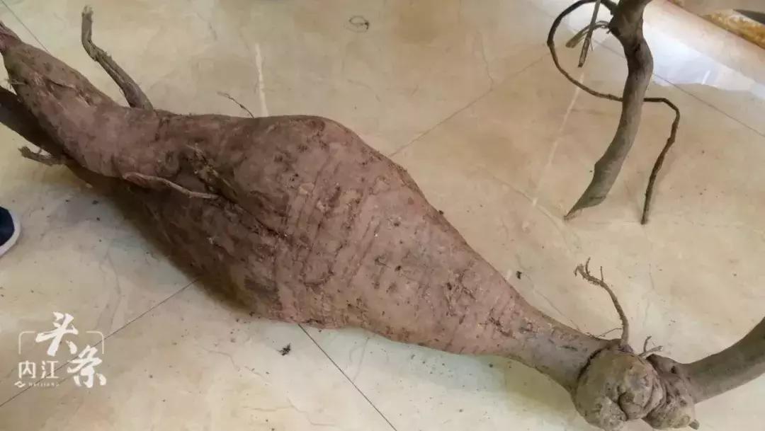 男子意外挖出80多斤超大葛根,男子挖出80斤超大葛根酷似鳄鱼