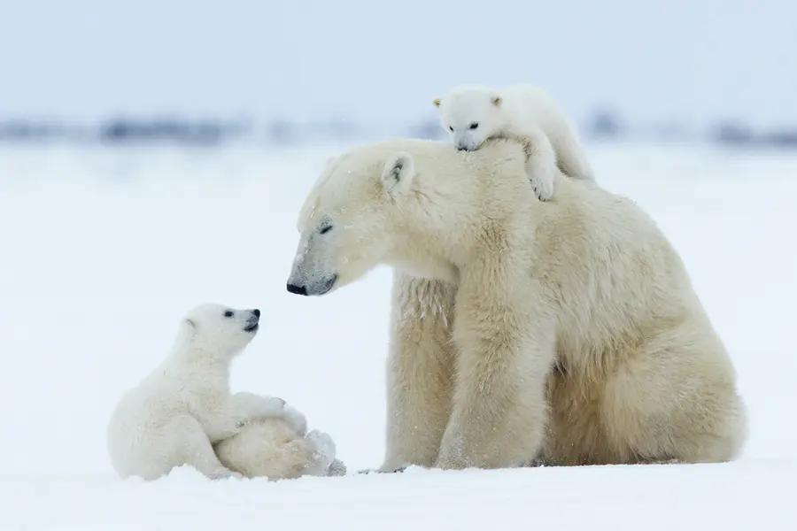 保暖衣女款加绒北极熊,鹅绒做保暖衣