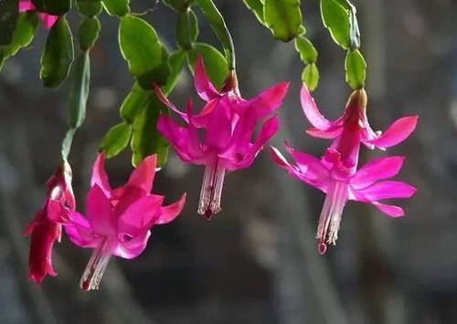 仙人指怎么养能爆盆,仙人指花养护方法