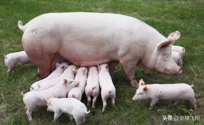 出现母猪饲养难产的几种情况如何解决?「20年老养殖户经验分享」