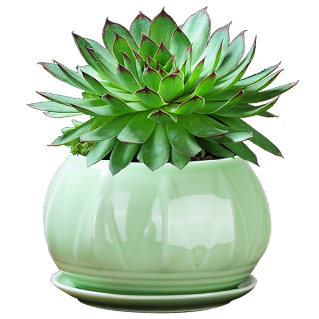 多肉樱水晶怎么养,多肉樱水晶长得很开是怎么回事