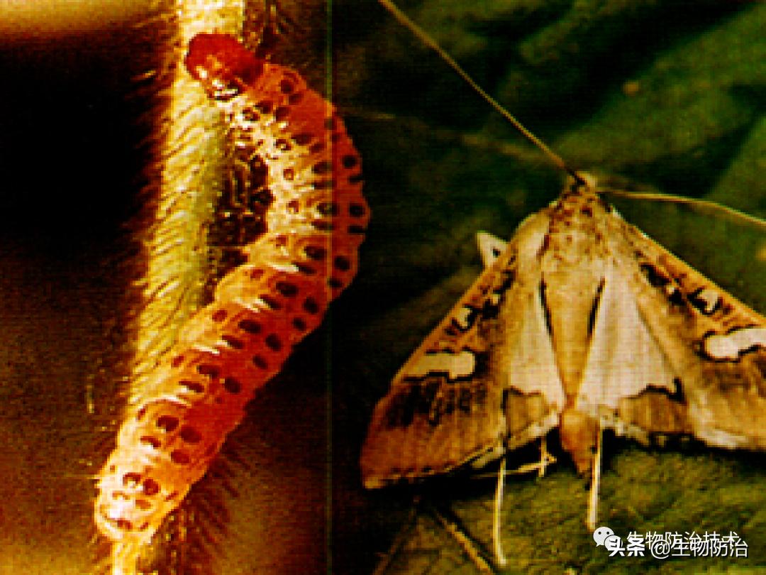 蛀干害虫是钻蛀害虫吗,果树枝干钻蛀害虫图片