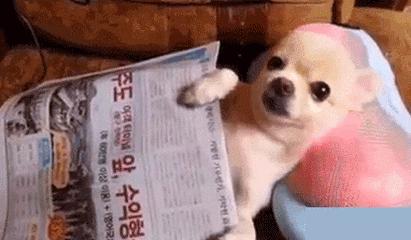 小狗老是跳起来双腿推主人,小狗跳起来咬大狗脚