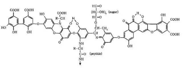 氨基酸、黄腐酸、腐植酸:三大生物刺激剂的作用与区别