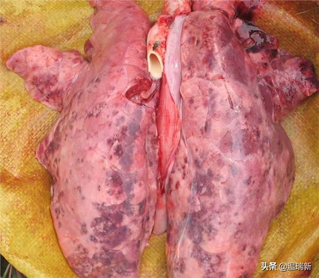 猪附红体病最佳防治方法,猪附红体病最佳治疗方法