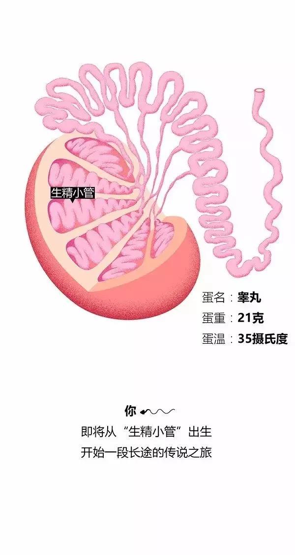 一个精子相当于什么,一个精子就是一条生命吗