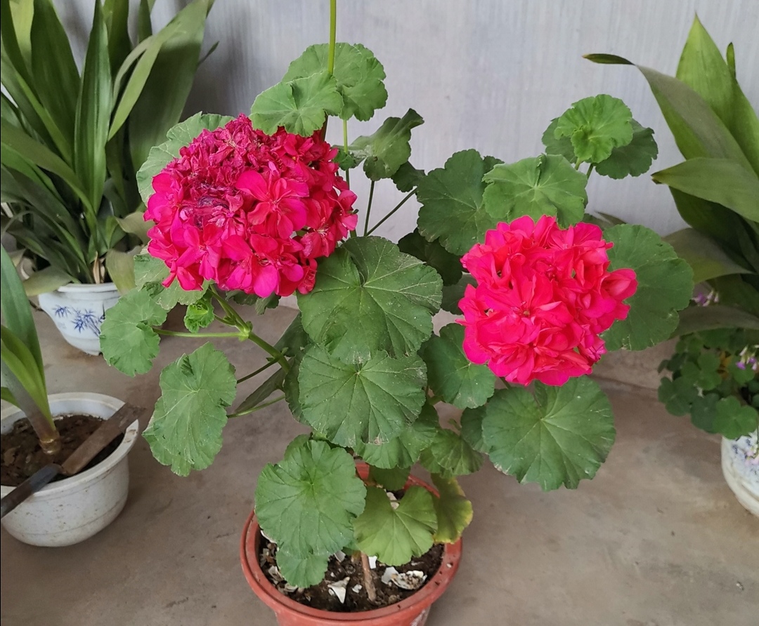 天竺葵苹果碗四季开花吗,天竺葵哪个品种四季开花又好养