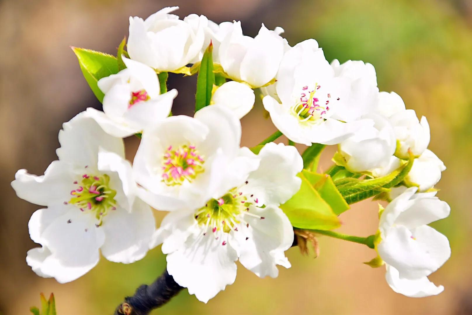 春游梨花林,邂逅三月梨花