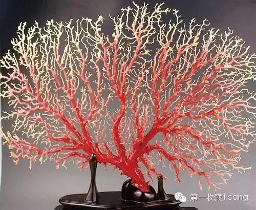千年宝石红珊瑚,云南红珊瑚宝石