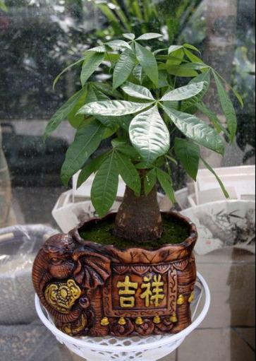 发财树叶子皱皱的是什么原因,发财树叶子褶皱怎么解决