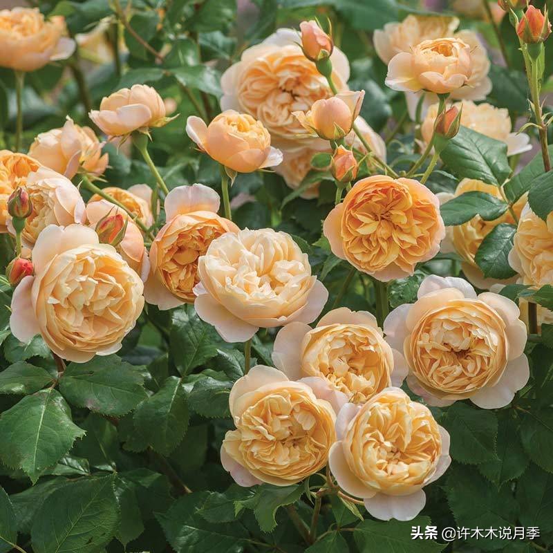 月季叶子发黄别让月季枯萎在手里,月季为什么长着黄叶死掉