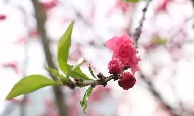 春天梅花开原创诗句,原创诗词梅开二度