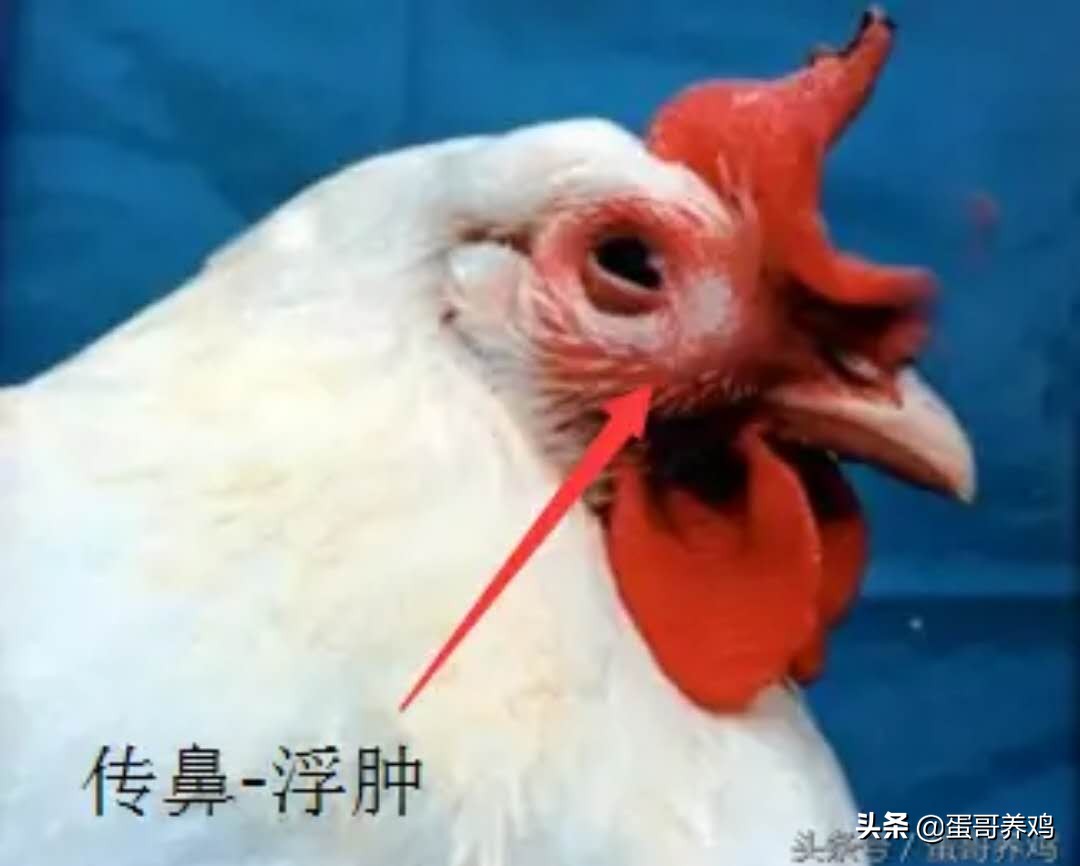 鸡球虫药和磺胺药能同时喂鸡吗,养鸡常用球虫药